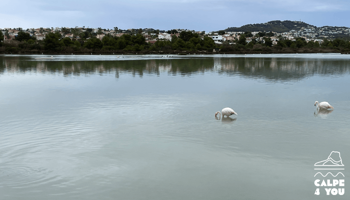 Las Salinas Calpe flamingo's
